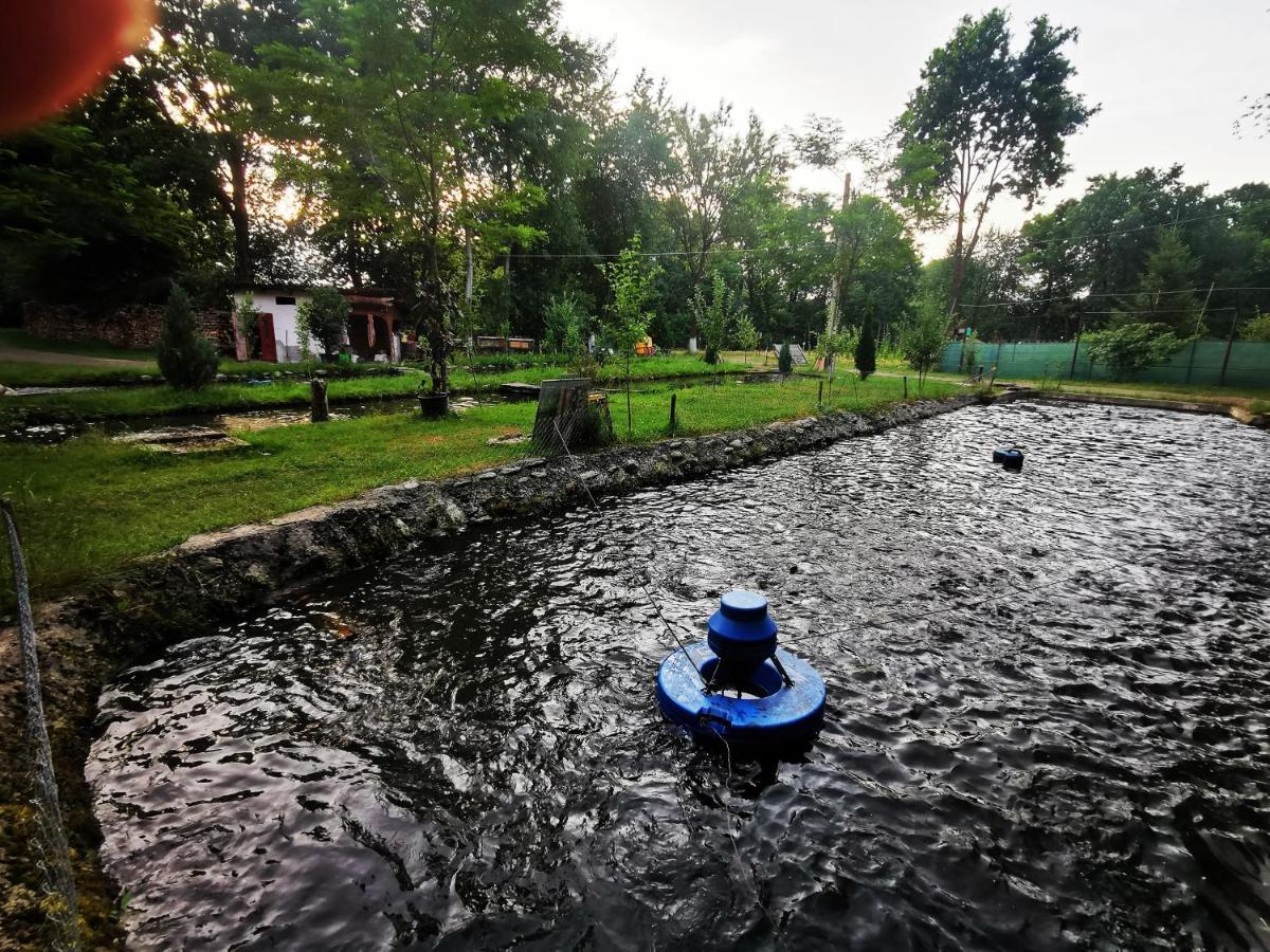 Pensiunea Casa Moga Bucium  Buitenkant foto