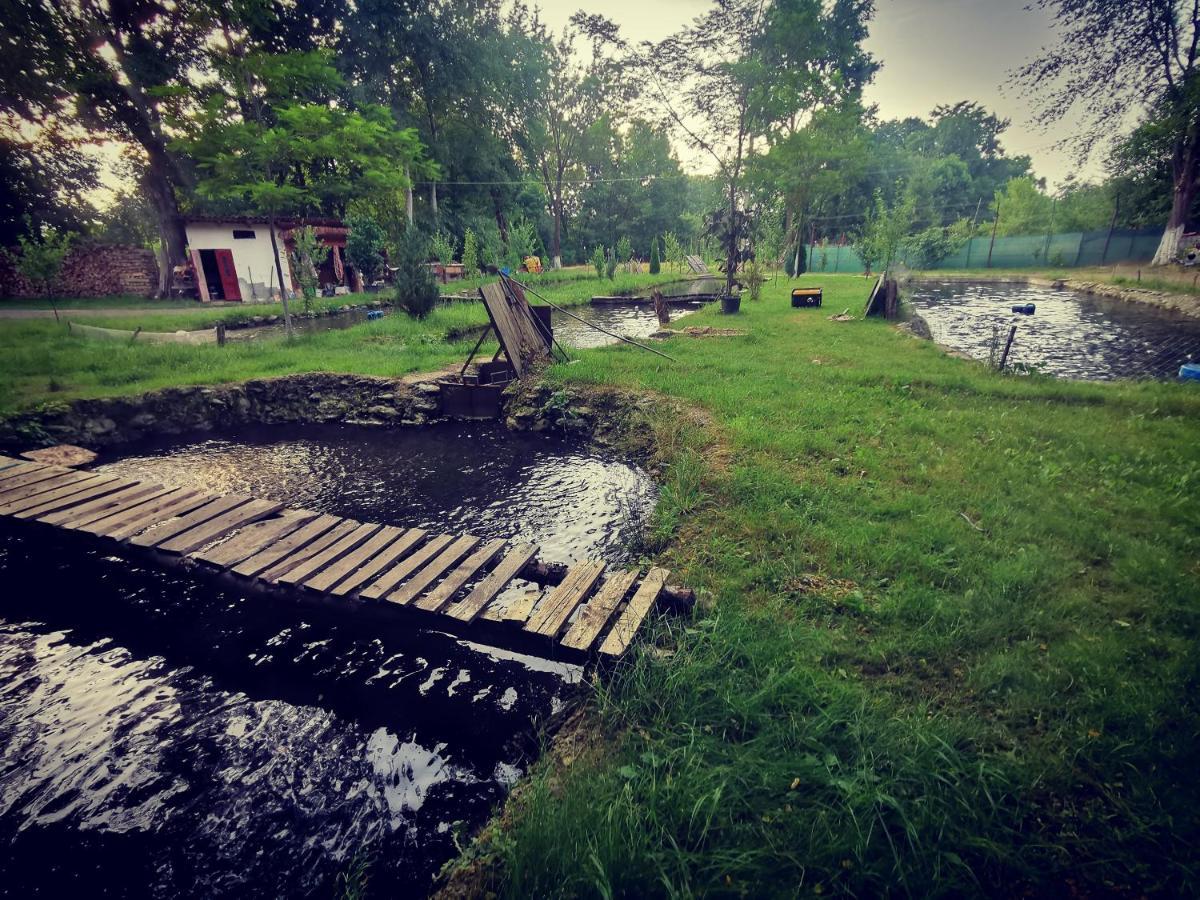 Pensiunea Casa Moga Bucium  Buitenkant foto