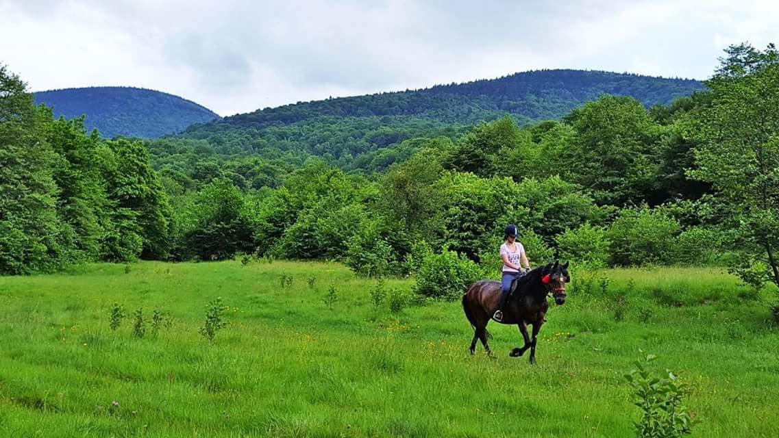 Pensiunea Casa Moga Bucium  Buitenkant foto